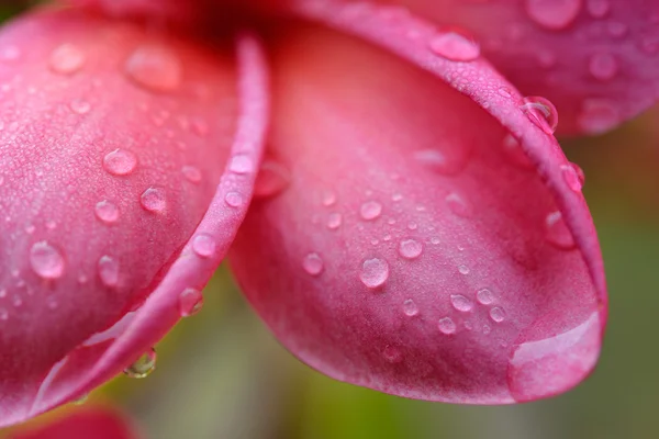 Frangipani tropické květiny, Plumeria květiny čerstvé — Stock fotografie