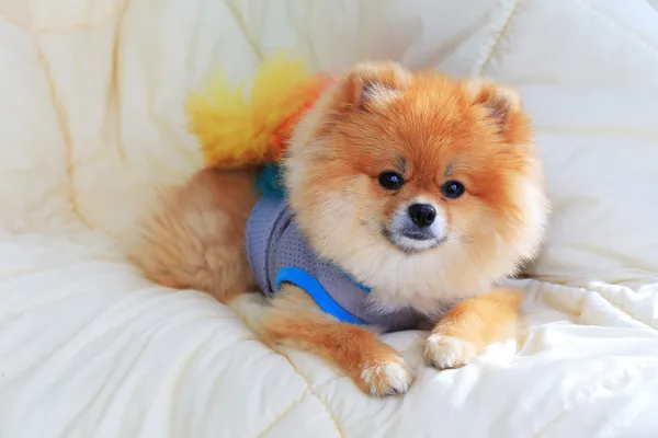 Linda mascota en casa, pomerania aseo perro usar ropa — Foto de Stock