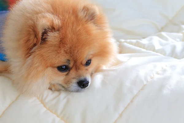 かわいいペット家の中で、ポメラニアン グルーミング犬の摩耗の服 — ストック写真