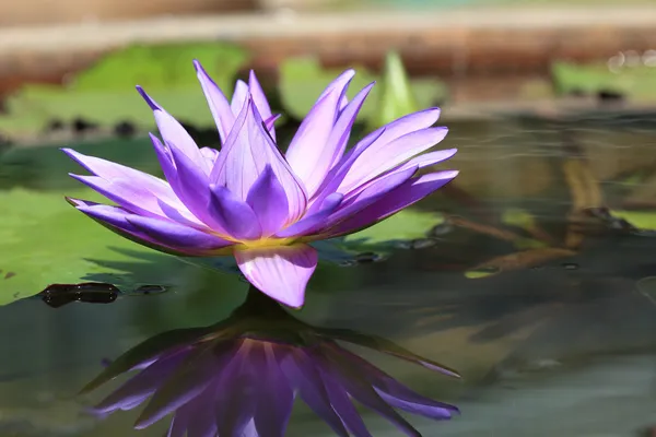 Purple lotus flower in pond, tropical flower in garden — Stock Photo, Image