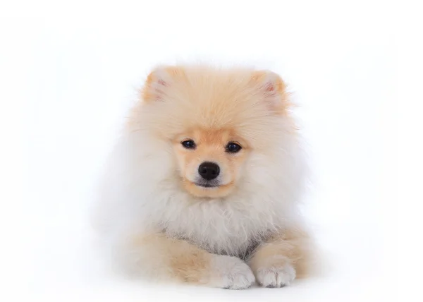 かわいいペット ポメラニアンのグルーミング犬白い背景上に分離されて — ストック写真