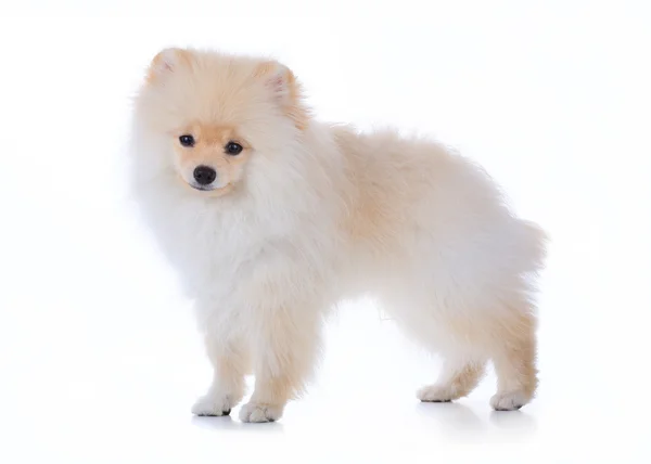 かわいいペット ポメラニアンのグルーミング犬白い背景上に分離されて — ストック写真