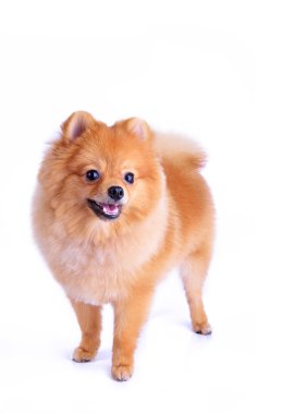 Pomeranian köpeği beyaz arkaplanda izole edildi