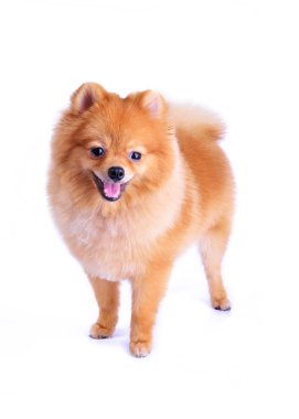 Pomeranian köpeği beyaz arkaplanda izole edildi