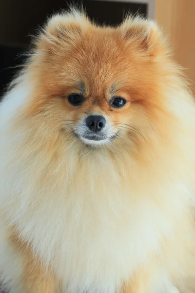 Nahaufnahme flauschiges Gesicht Pommerscher Hund, Haustierpflege — Stockfoto