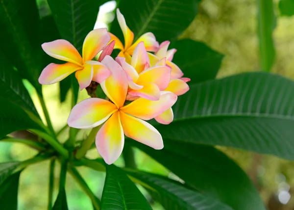 Frangipani tropiska blommor, Plumeria blommor färska — Stockfoto