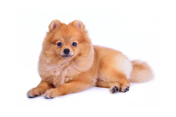 Chien poméranien isolé sur fond blanc — Photo