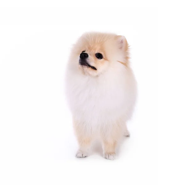 White pomeranian puppy dog isolated on white background — Stock Photo, Image