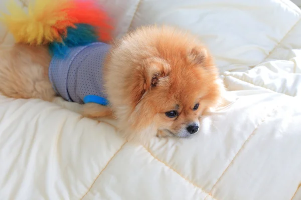 Χαριτωμένο κατοικίδιο ζώο στο σπίτι, Πομερανική ιπποκόμος σκυλί να φορούν ρούχα στο κρεβάτι ένα — Φωτογραφία Αρχείου