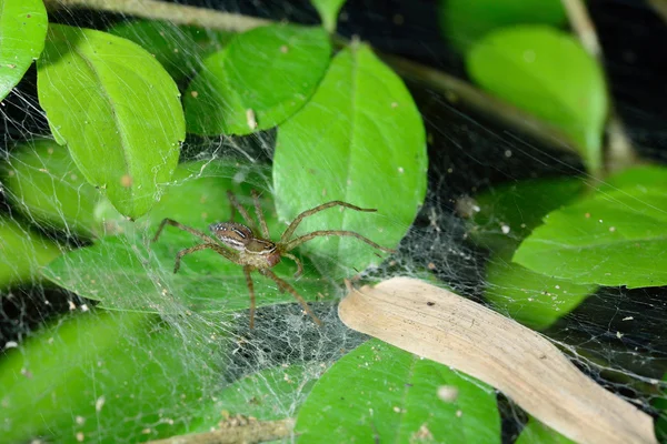 Spider spindelnät på gröna blad — Stockfoto