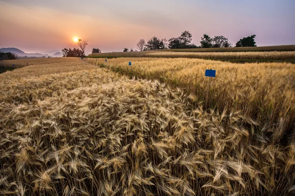 Korn fältet och solnedgången av landsbygdens scen, gyllene risfält — Stockfoto