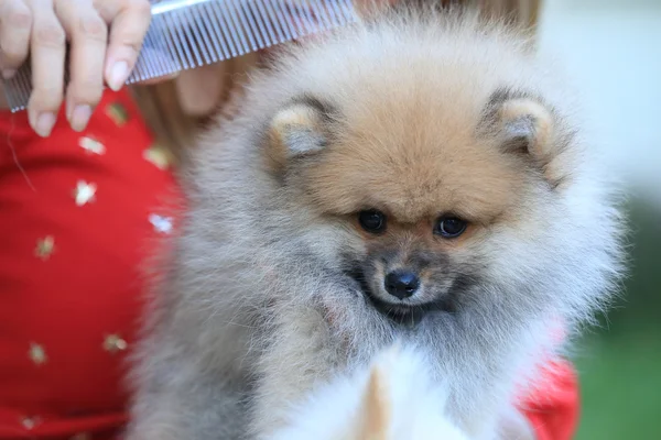 Animal de estimação bonito, cachorro pomeranian grooming cão — Fotografia de Stock