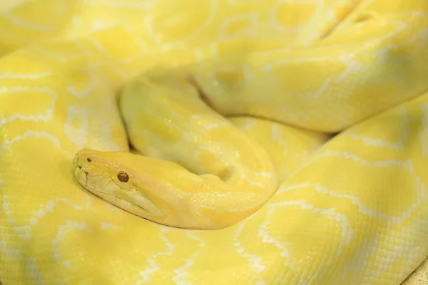 Serpent python tigre albinos, vipère jaune — Photo