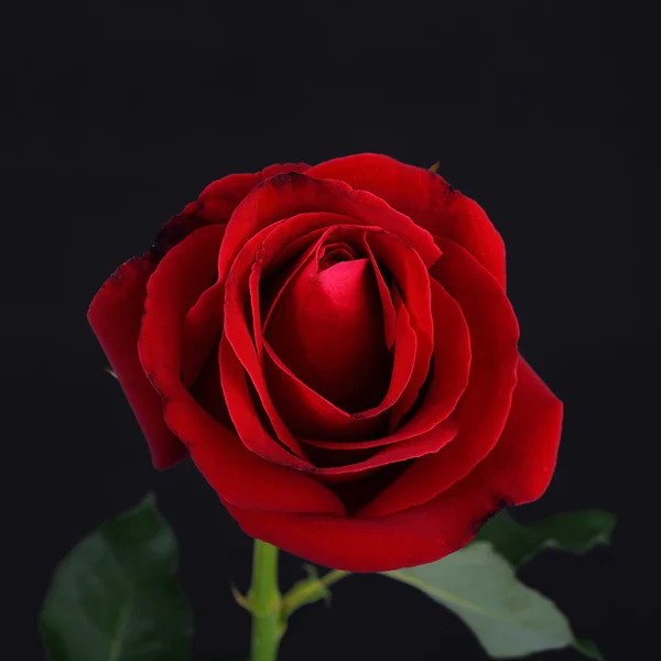 Röd ros blomma på svart bakgrund — Stockfoto