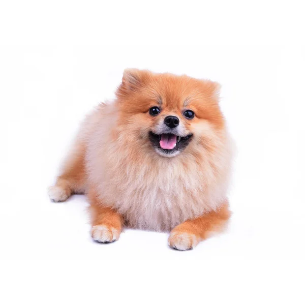 Carino animale domestico, cane cucciolo pomerania isolato su sfondo bianco — Foto Stock