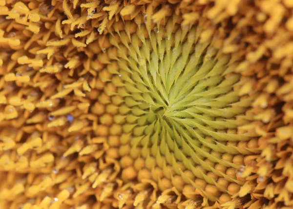 Zbliżenie pyłek słonecznika z rosy krople wody — Zdjęcie stockowe
