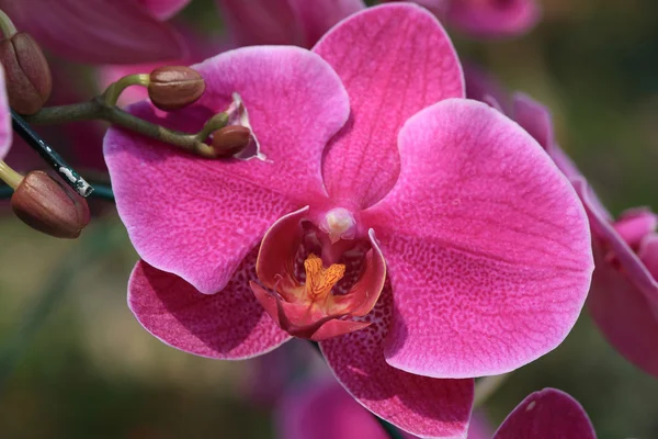 Růžové orchidej květiny v zahradě — Stock fotografie