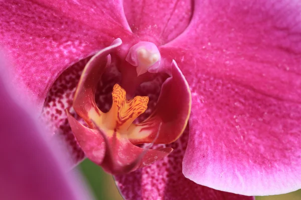 Lyserøde orkideblomster i haven - Stock-foto