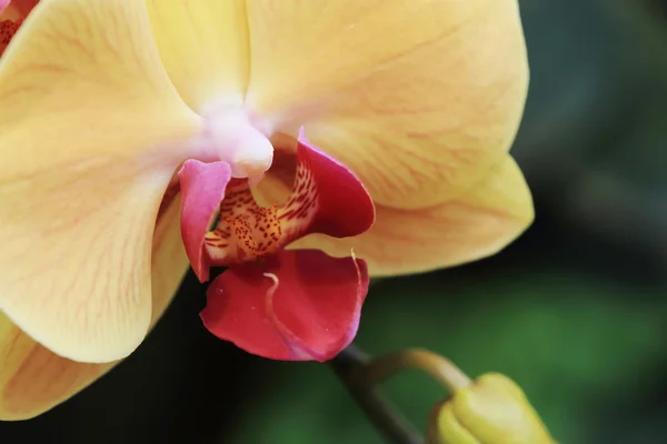 Żółte kwiaty orchidei w ogrodzie — Zdjęcie stockowe