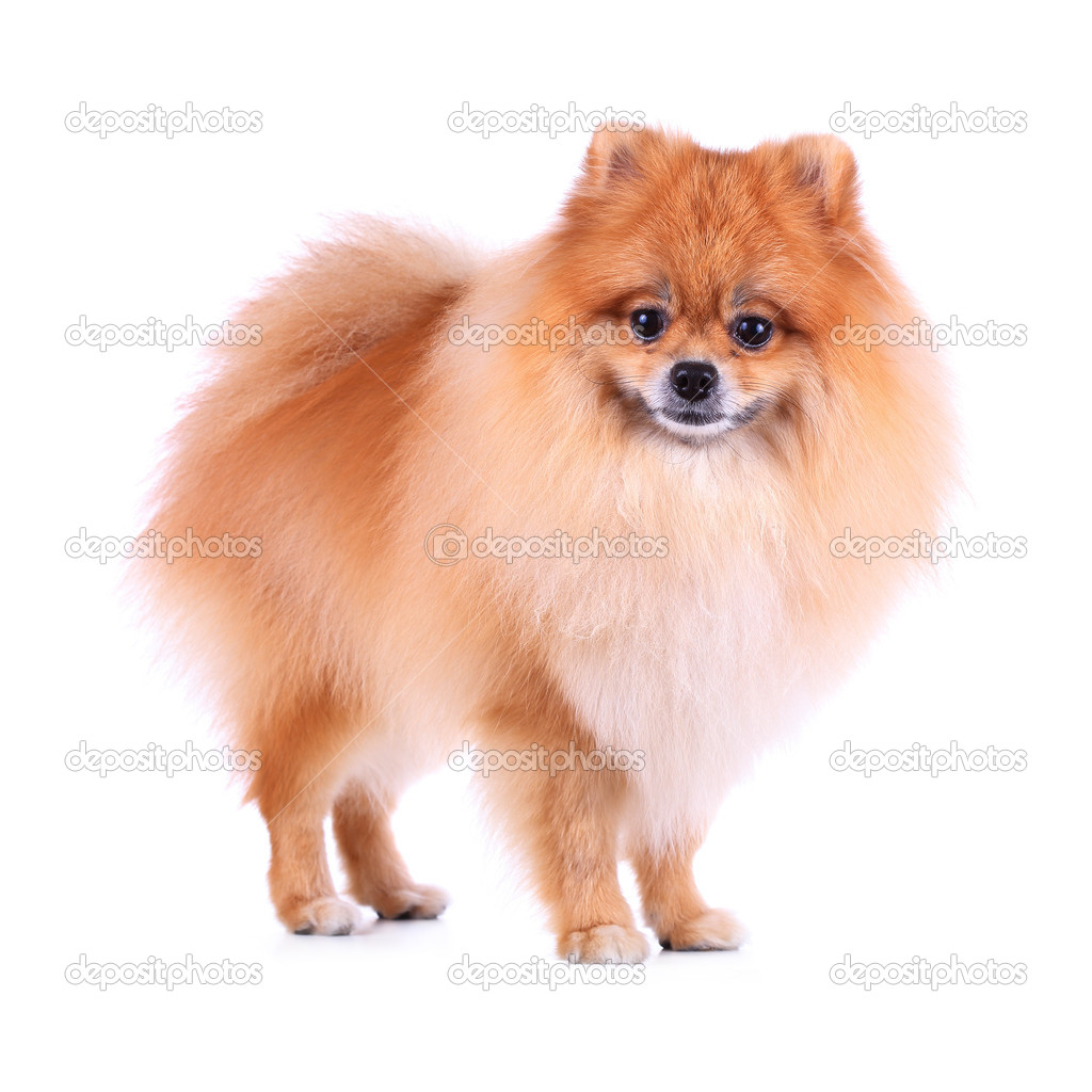 Cute pet, brown pomeranian grooming dog isolated