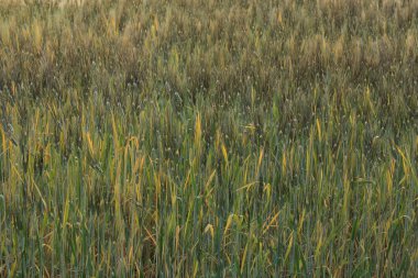 Tarım kırsal sahne, altın pirinç tarlaları arpa alanı