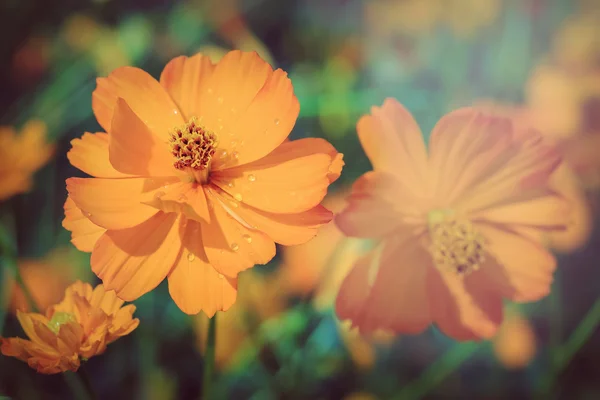 Krásné oranžové květiny v zahradě zelené louce — Stock fotografie