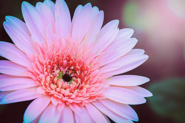 Güneş güzel pembe çiçekler — Stok fotoğraf