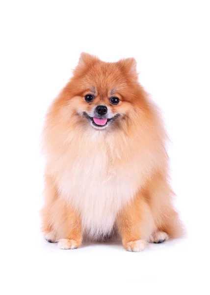 Bonito animal de estimação, marrom pomeranian grooming cão isolado — Fotografia de Stock