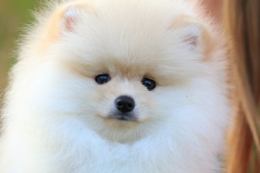 sevimli evcil hayvan, closeup yüz pomeranian köpek yavrusu