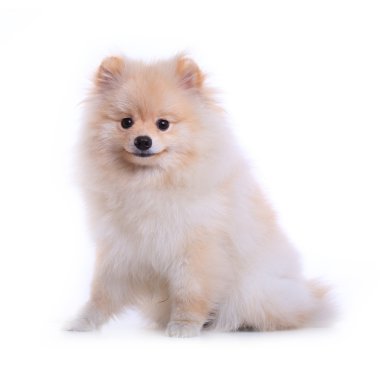 Beyaz pomeranian köpek, sevimli evcil hayvan