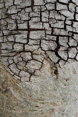 ağaç kabuğu dokusu arkaplanı