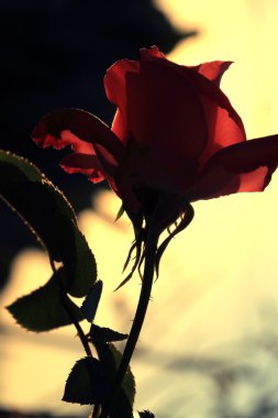 güneş ışığı altında siluet kırmızı gül çiçek