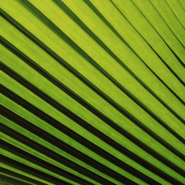 arka plan, yeşil palmiye yaprağı doku doğa