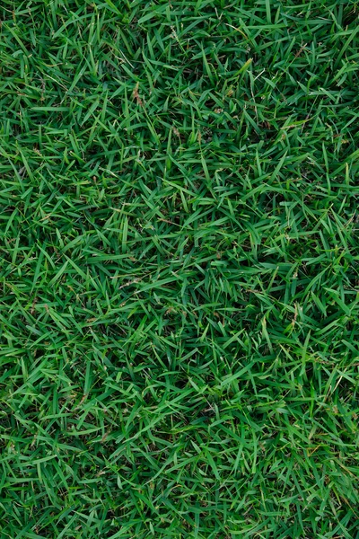 Green grass — Stock Photo, Image