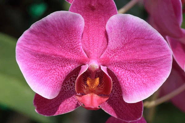 Fiori di orchidea rosa in giardino — Foto Stock