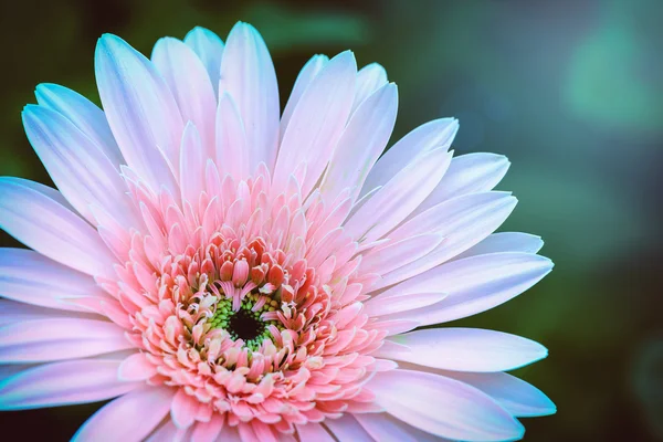 Hermosas flores rosadas bajo el sol — Foto de Stock