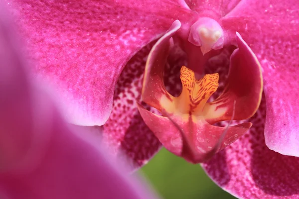 Różowe orchidee kwiaty w ogrodzie — Zdjęcie stockowe