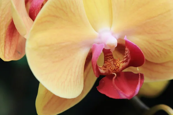 Žluté květy orchidejí v zahradě — Stock fotografie