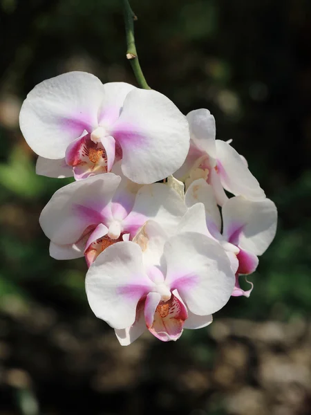 Orchidea bianca fiori tropicali in giardino — Foto Stock
