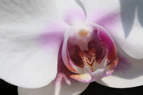 Bílé květy orchidejí tropické zahradě — Stock fotografie