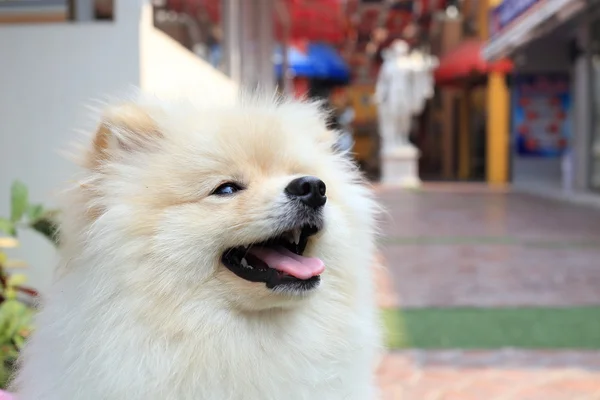 White pomeranian puppy dog — Stock Photo, Image