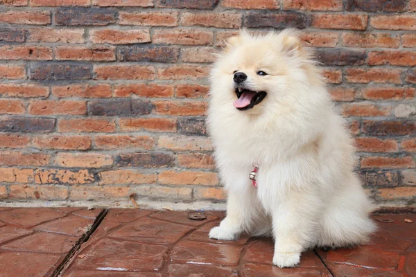 Cane cucciolo pomerania, simpatico animale domestico — Foto Stock
