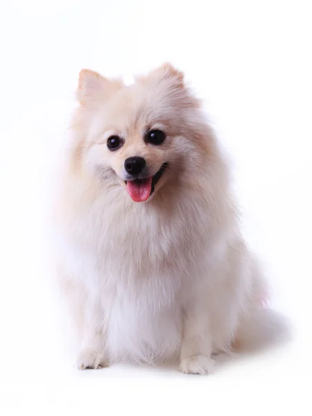 Witte Pommeren hond grooming kleurrijke staart geïsoleerd — Stockfoto