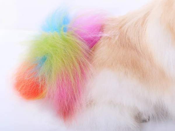 White pomeranian dog grooming colorful tail isolated — Stock Photo, Image