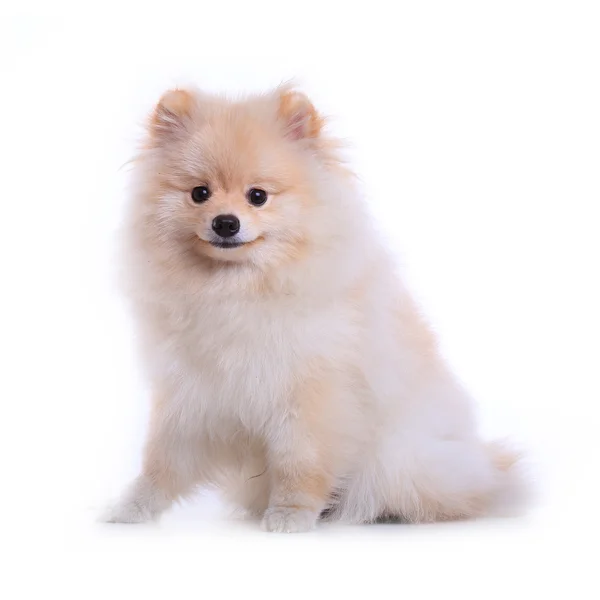 Cachorro branco pomeranian, animal de estimação bonito — Fotografia de Stock