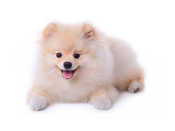 White pomeranian puppy dog isolated on white background — Stock Photo, Image