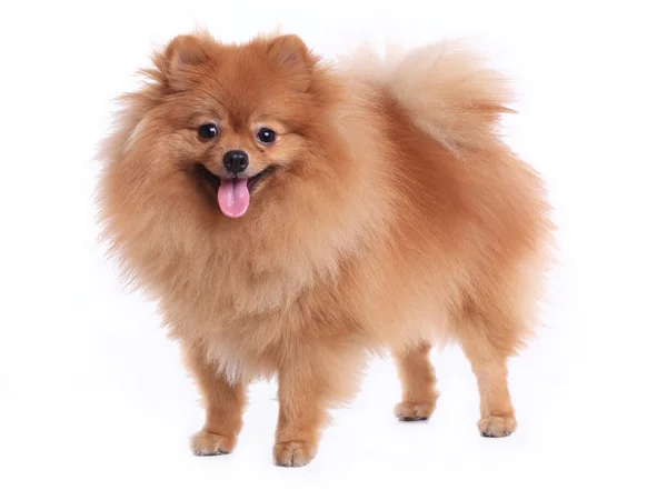 Brown pomeranian cão isolado no fundo branco, animal de estimação bonito — Fotografia de Stock