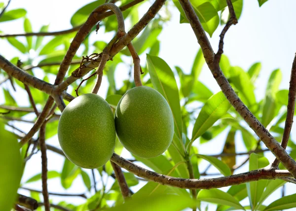 Cerbera oddloam gaertn buah di pohon — Stok Foto