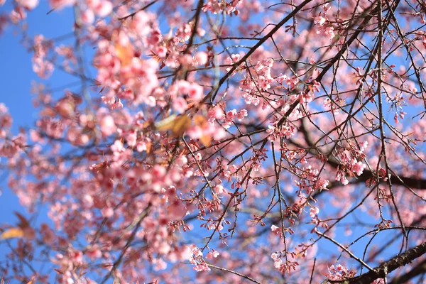 Piękny kwiat wiśni, z tle błękitnego nieba — Zdjęcie stockowe