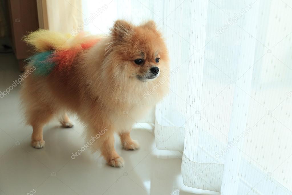 pomeranian dog alone in home, cute pet in house